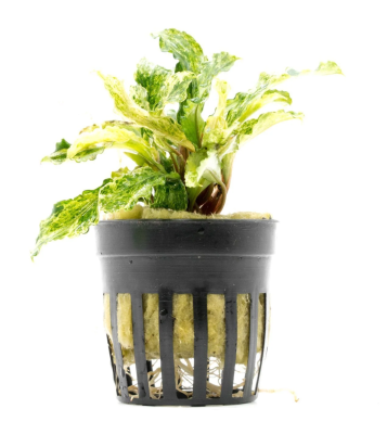 Буцефаландра Марбл, в горшочке (Bucephalandra Green Wavy Marbled)